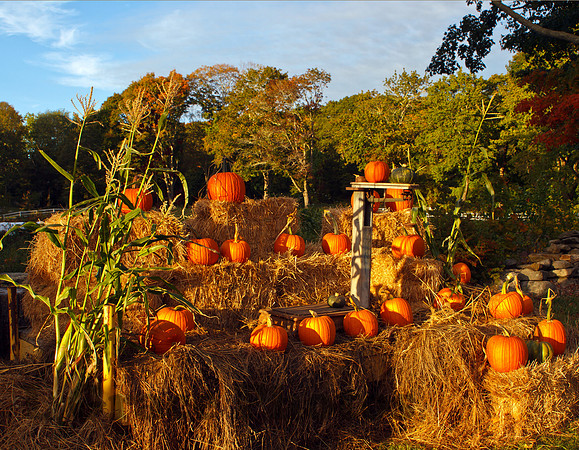BARBERRY HILL FARM MADISON
