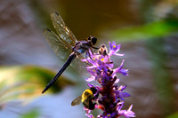 INSECTS