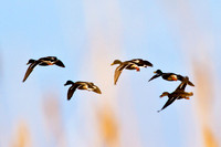 BIRDS